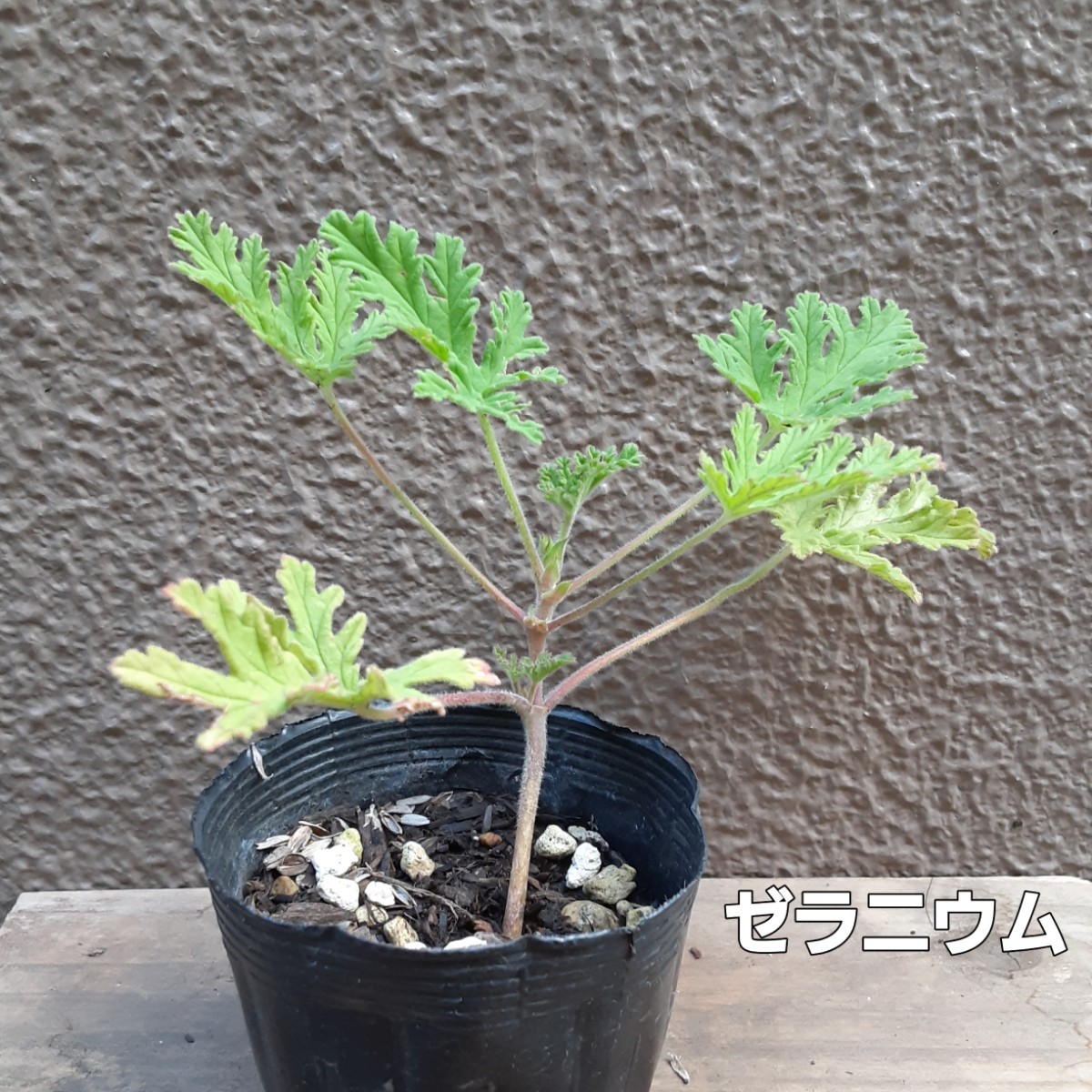 Paypayフリマ 商品変更 ハーブ レモンの香り ゼラニウム 挿し木 苗 植物 虫除け