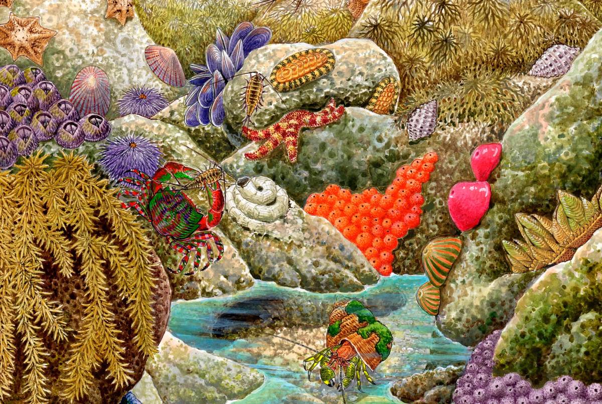 特价! 絵画-【絵画】「干潟~潮だまりの生き物」 水彩画 真作 玄関先渡し 【絵画】ネイチャーアート「潮だまりの生き物たち」原画 絵画/タペストリ