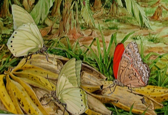 【絵画】「アフリカの昆虫」　リアルイラストレーション　真作_画像4
