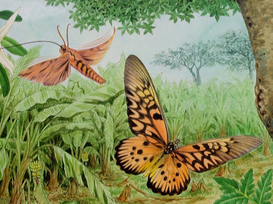 【絵画】「アフリカの昆虫」　リアルイラストレーション　真作_画像2