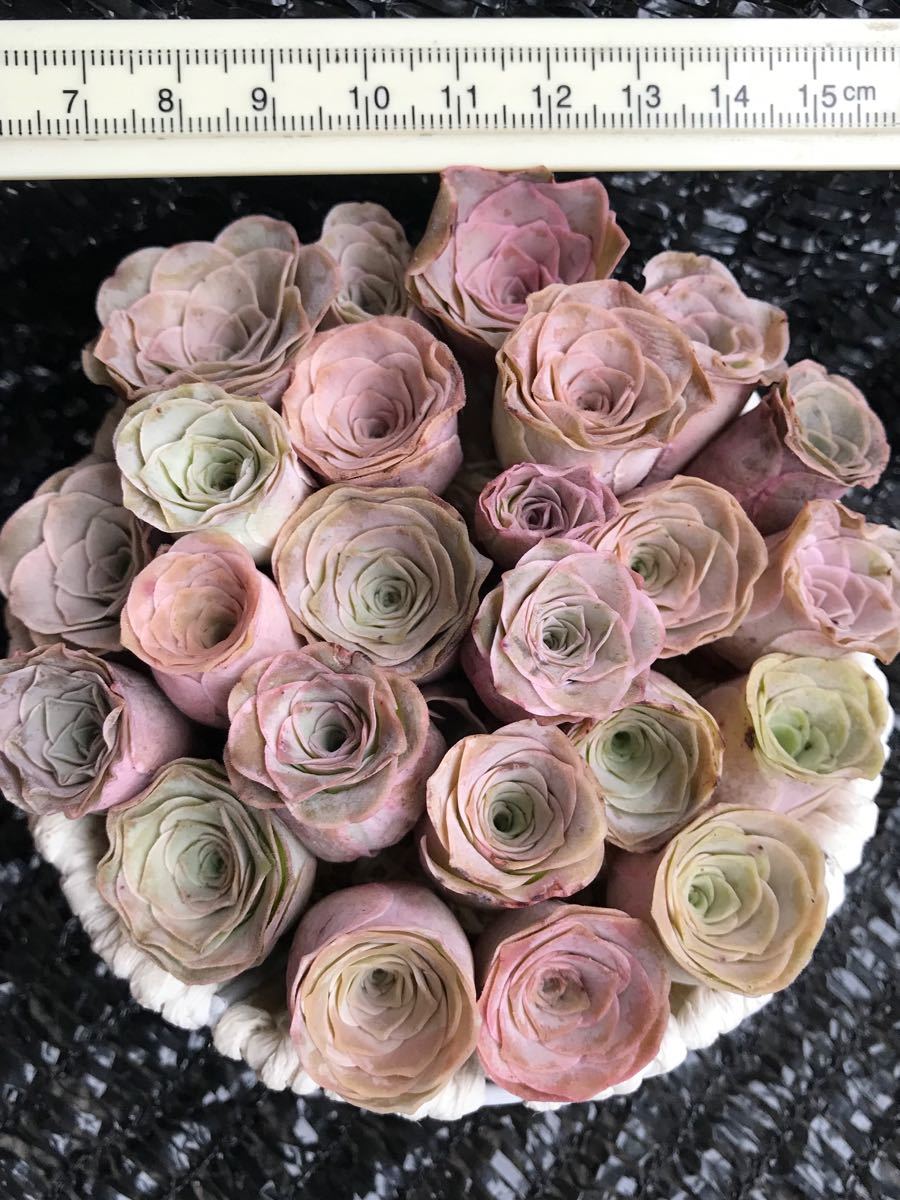 Paypayフリマ お買い得 多肉植物 グリーノビア Rola 24苗セット 抜き苗 Paypayフリマ お買い得 多肉植物 グリーノビア Rola 24苗セット 抜き苗