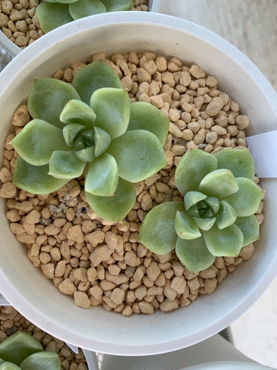 Paypayフリマ 多肉植物 クリームローズ 微根 Paypayフリマ 多肉植物 クリームローズ 微根
