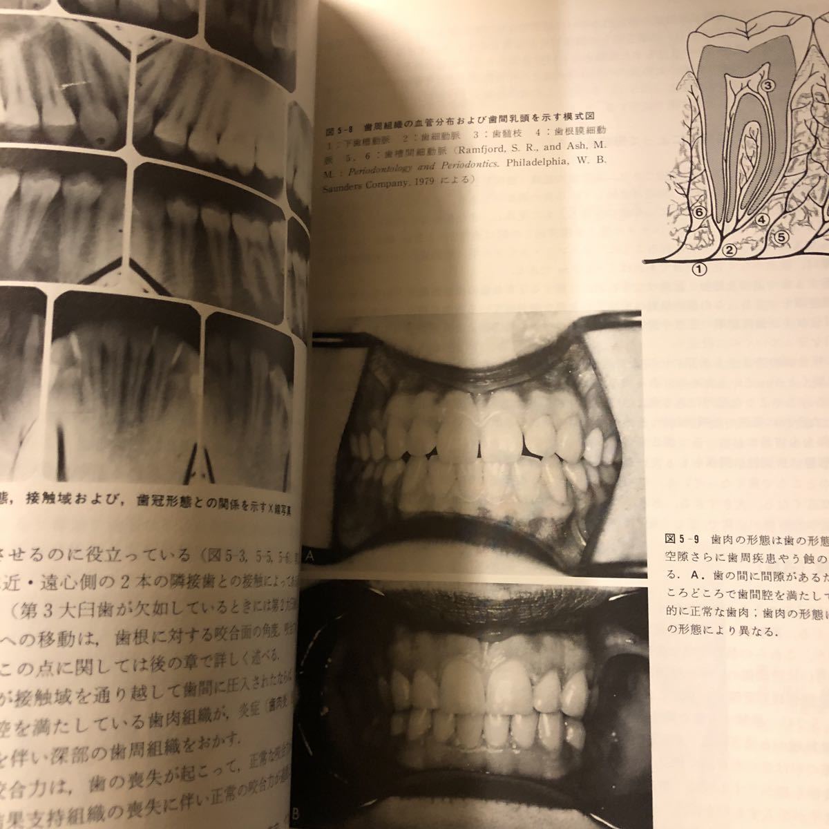 ホイーラー 歯の解剖・生理・咬合学 第6版_画像8
