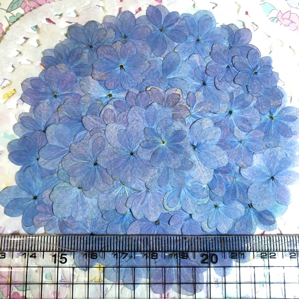 Paypayフリマ New 作家様必見 人気の紫陽花がいっぱい 押し花セット Paypayフリマ New 作家様必見 人気の紫陽花がいっぱい 押し花セット