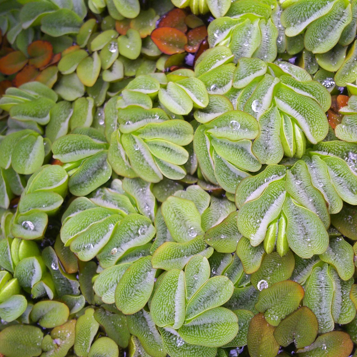 15株 無農薬 浮草 水草 無農薬 浮き草 オオサンショウモ - 通販