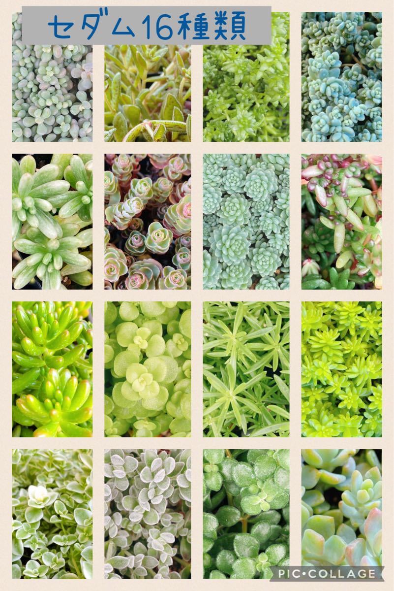 Paypayフリマ 多肉植物 セダム 16種類 セット Paypayフリマ 多肉植物 セダム 16種類 セット
