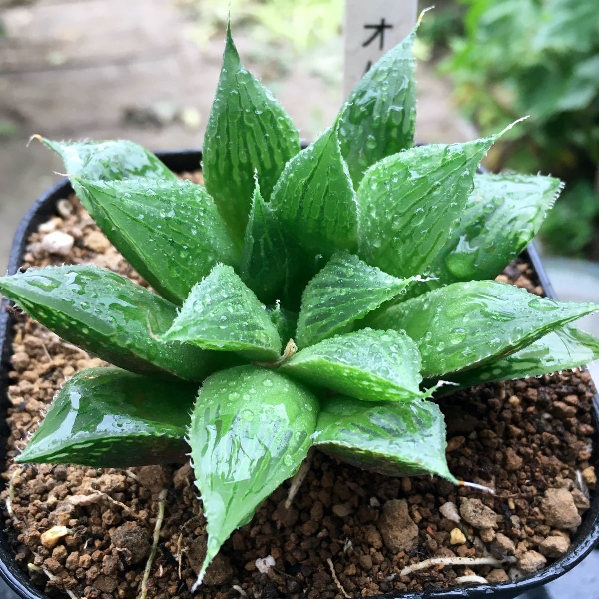 Paypayフリマ 激安 オパカ ハオルチア 良株 美株 多肉植物 観葉植物 高品質 Paypayフリマ 激安 オパカ ハオルチア 良株 美株 多肉植物 観葉植物 高品質