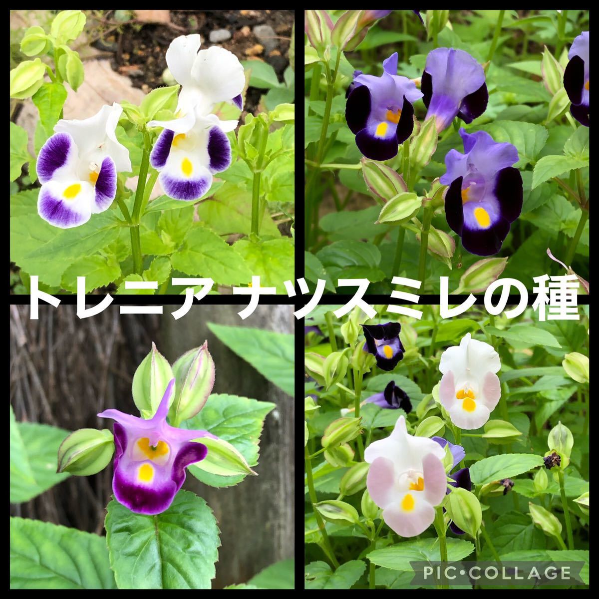 Paypayフリマ トレニア ナツスミレの種 Paypayフリマ トレニア ナツスミレの種