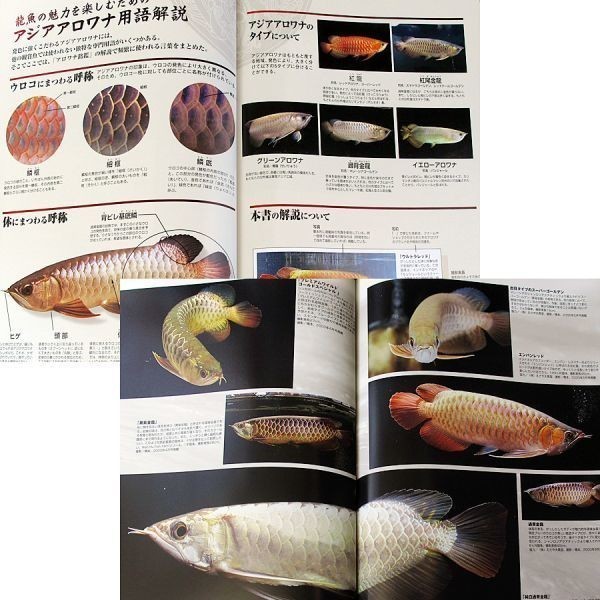 アロワナ銘鑑｜大型鑑賞魚 アジアンアロワナ・カラー図鑑 450個体 歴史 飼育ガイド 龍魚 用語解説 熱帯魚 月刊アクアリウム#_本編に書き込み、目立つ汚れはありません