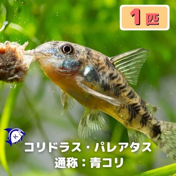 ヤフオク 熱帯魚 コリドラス パレアタス 青コリ 1匹 雄雌