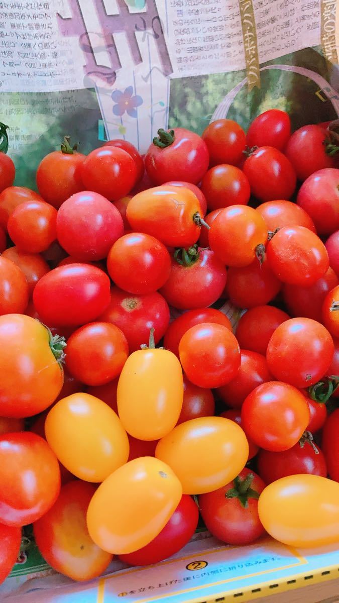 農薬不使用７種のミニトマト&フルーツトマト詰め合わせ 無農薬