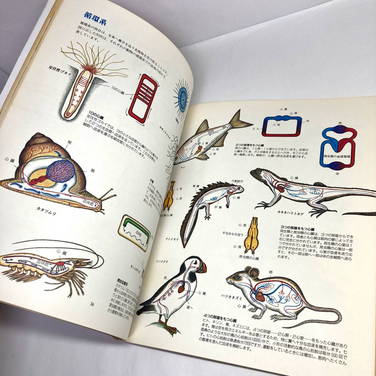 Paypayフリマ 即決 送料無料 廃盤 図説 生物と生命 生物学入門 ドナルド m シルバー 文 イラスト パトリシアjウィン 昭和レトロ 動物 図鑑 Paypayフリマ 即決 送料無料 廃盤 図説 生物と生命 生物学入門 ドナルド m シルバー 文 イラスト パトリシアjウィン 昭和レトロ 動物 図鑑