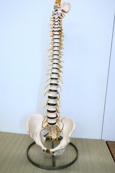 13943円 店 人体模型シリーズ 大腿骨付脊髄帯神経整体模型