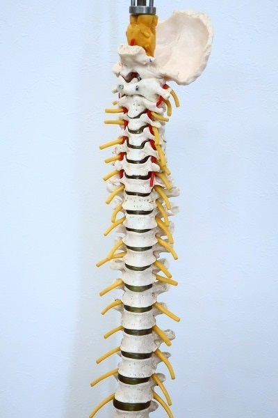 人体模型シリーズ 大腿骨付脊髄帯神経整体模型 整体 9198(プラモデル 