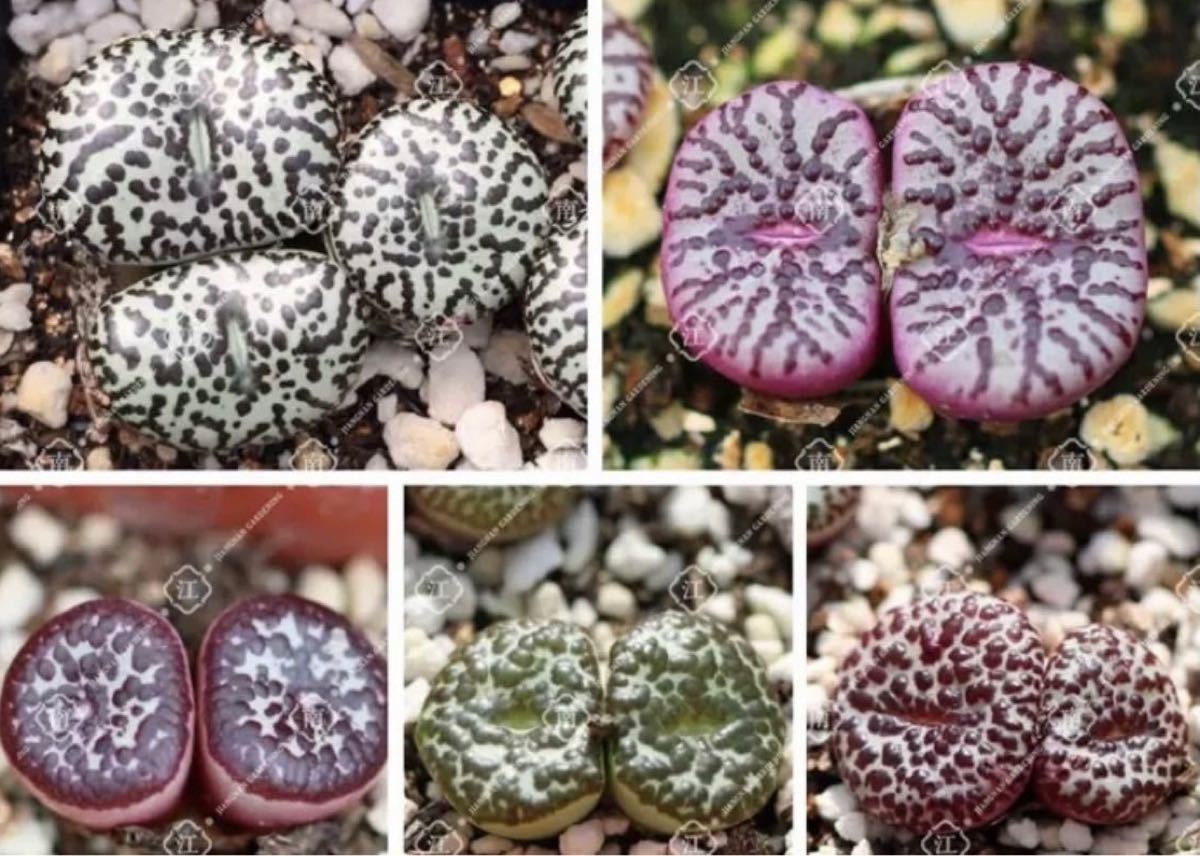 Paypayフリマ 種子粒 コノフィツム パゲアエ6種類ミクス Conophytum Pageae 多肉種子