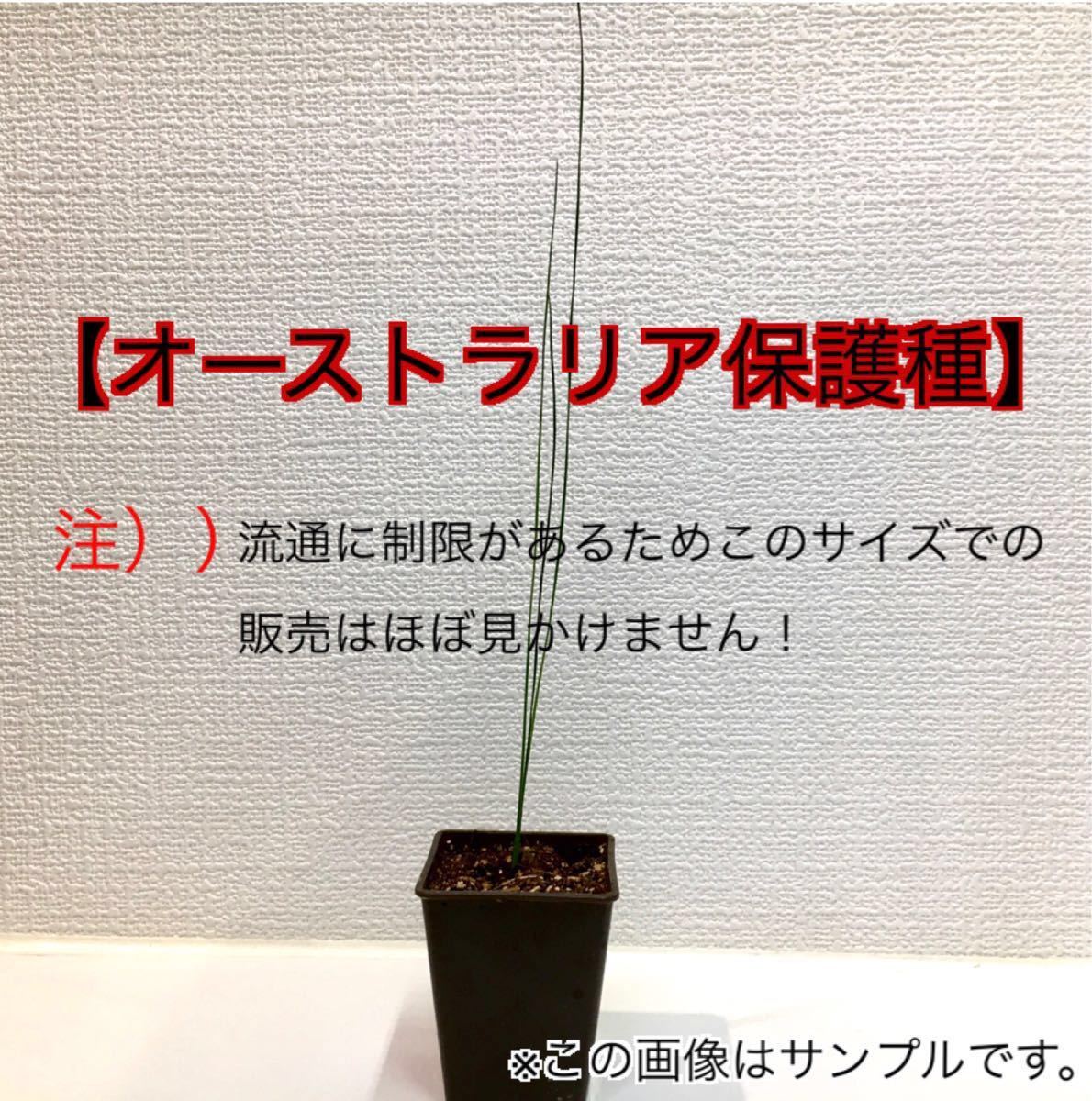 超高価超希少】 クサントロエア グラウカ ブラックボーイ グラス 超高価超希少】 クサントロエア グラウカ ブラックボーイ グラス