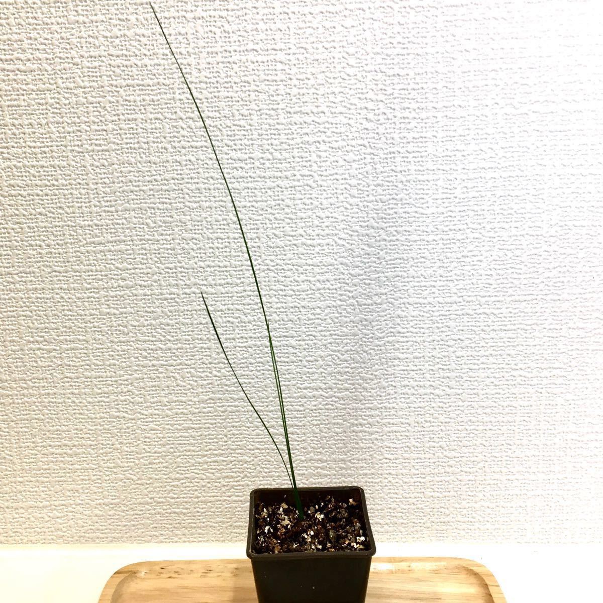 超高価超希少】 クサントロエア グラウカ ブラックボーイ グラス 超高価超希少】 クサントロエア グラウカ ブラックボーイ グラス