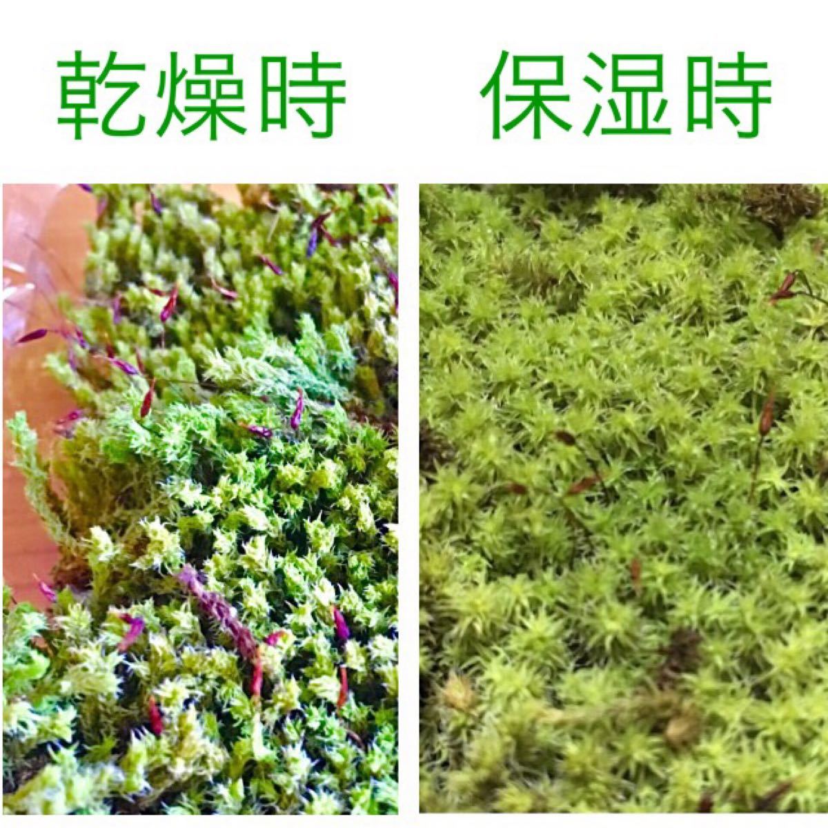 Paypayフリマ 初心者向け 陸上 苔 コケ テラリウム 苔玉 盆栽 苔庭 モス ビオトープ 屋外 屋内 おうち時間 癒し 夏 秋 Paypayフリマ 初心者向け 陸上 苔 コケ テラリウム 苔玉 盆栽 苔庭 モス ビオトープ 屋外 屋内 おうち時間 癒し 夏 秋