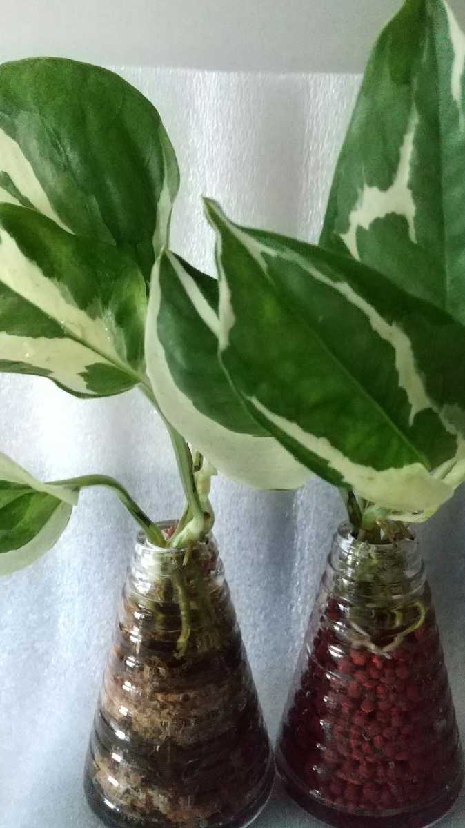 観葉植物 ポトスの値段と価格推移は 195件の売買情報を集計した観葉植物 ポトスの価格や価値の推移データを公開 観葉植物 ポトスの値段と価格推移は 195件の売買情報を集計した観葉植物 ポトスの価格や価値の推移データを公開