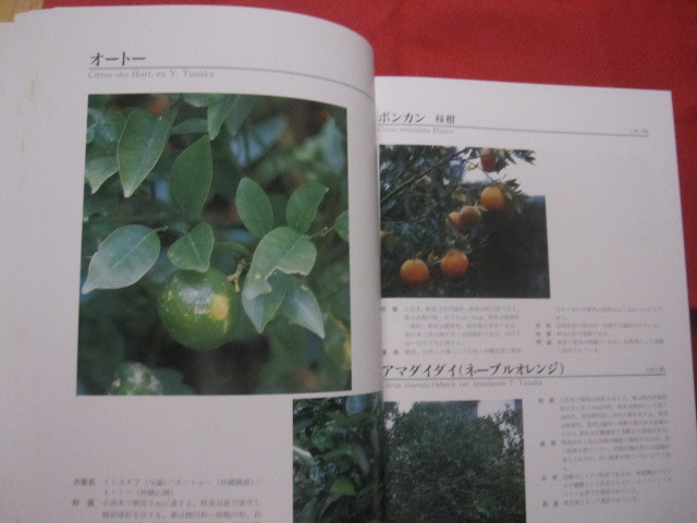 ☆図鑑 琉球列島有用樹木誌 天野 哲夫 著 澤岻 安喜 写真 限定 ☆図鑑 琉球列島有用樹木誌 天野 哲夫 著 澤岻 安喜 写真 限定