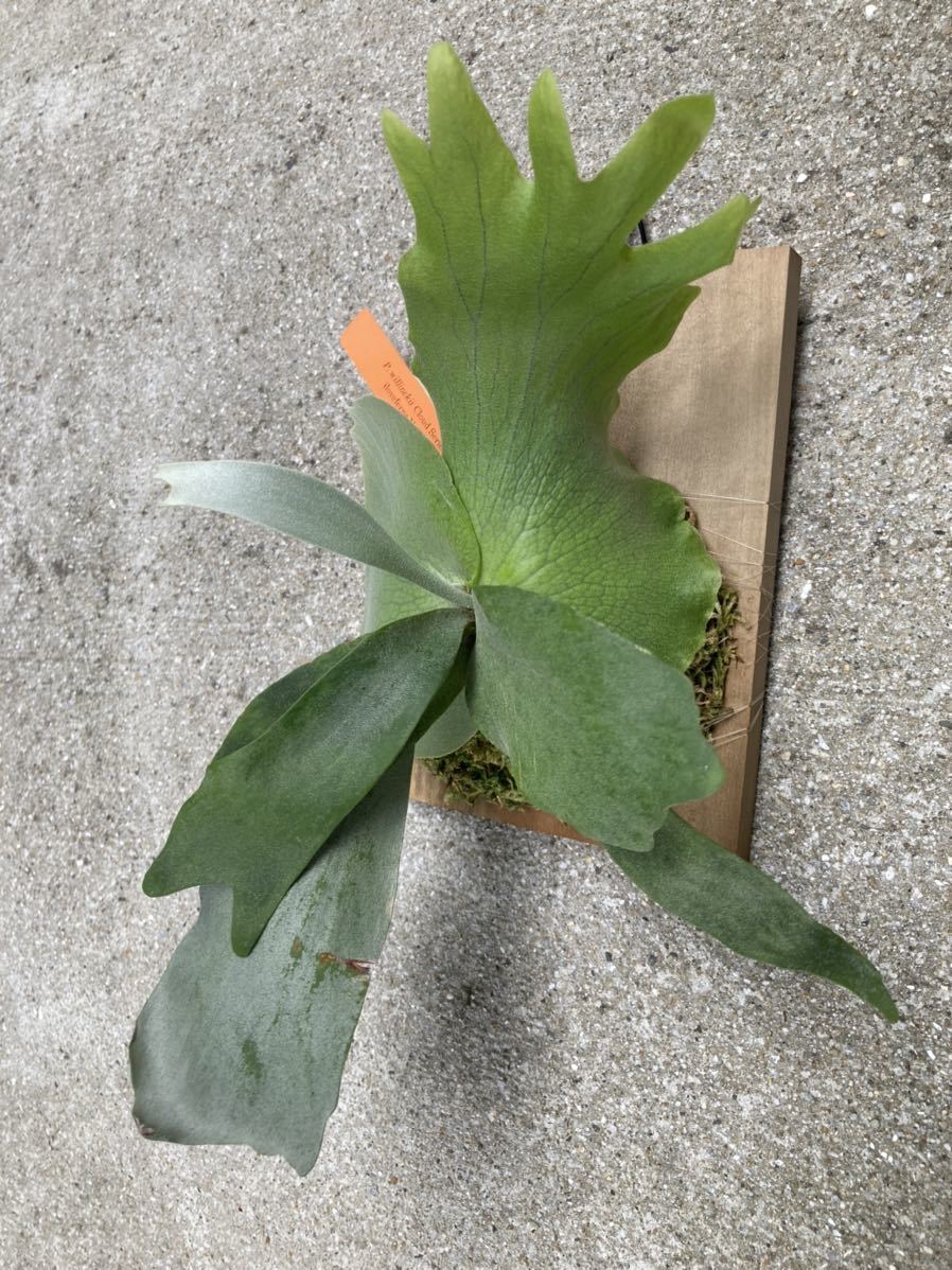 おとく情報 観葉植物 ビカクシダ コウモリラン おとく情報 観葉植物 ビカクシダ コウモリラン