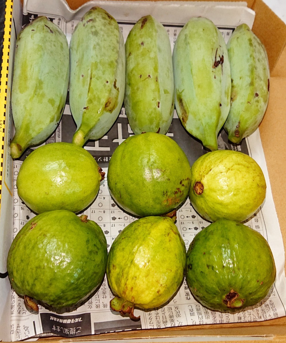 100％本物 初セット 沖縄本島産 フルーツグァバ と アップルバナナ セット