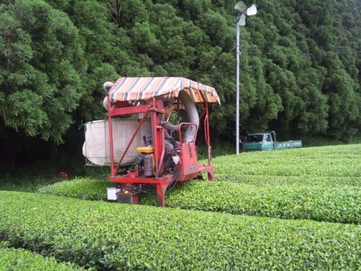 あさぎり芽茶100g2袋　茶農家直売　無農薬・無化学肥料栽培　シングルオリジン　カテキンパワー　免疫力アップ