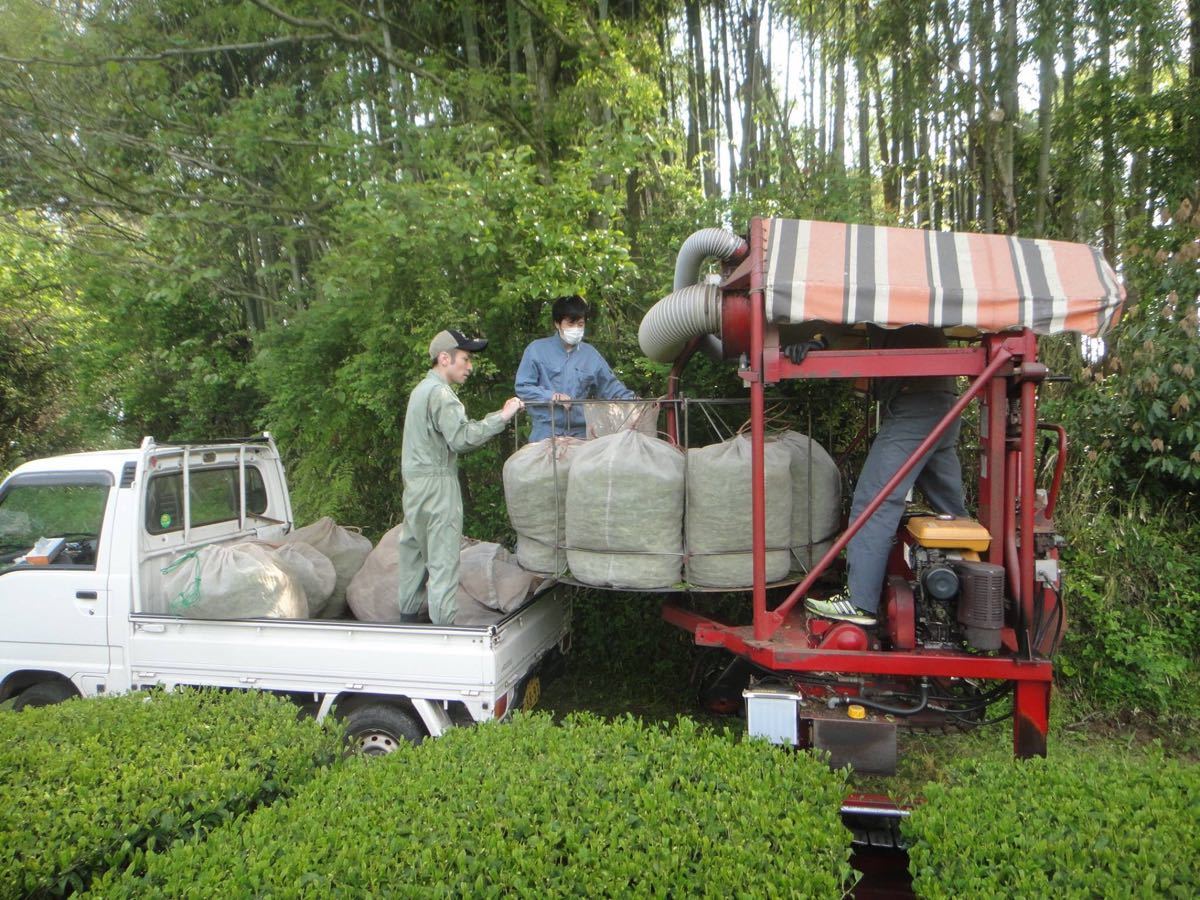 【新茶】あさぎり芽茶100g2袋　茶農家直売　無農薬・無化学肥料栽培　シングルオリジン　カテキンパワー　免疫力アップ