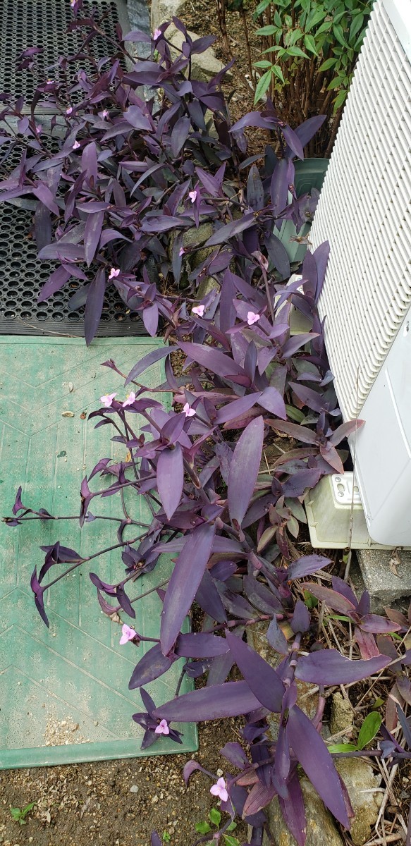 紫御殿、挿し穂5本以上ネコポスいっぱい