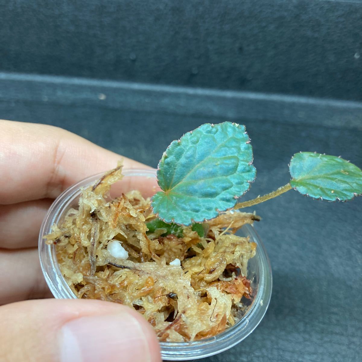 ベゴニアsp バッカン Begonia sp Bac Kan YH1117|Yahoo!フリマ ベゴニアsp バッカン Begonia sp Bac Kan YH1117|Yahoo!フリマ
