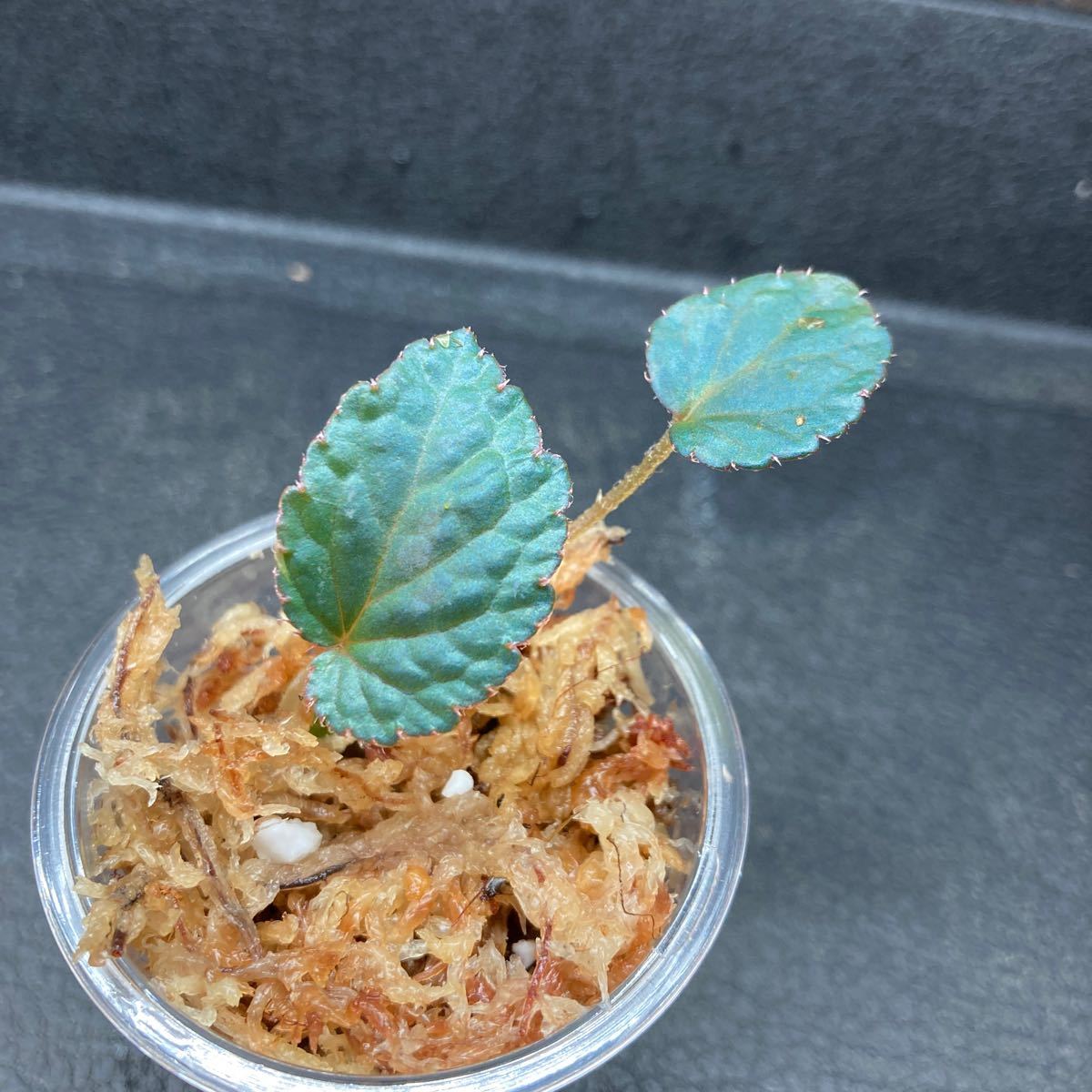 ベゴニアsp バッカン Begonia sp Bac Kan YH1117|Yahoo!フリマ ベゴニアsp バッカン Begonia sp Bac Kan YH1117|Yahoo!フリマ