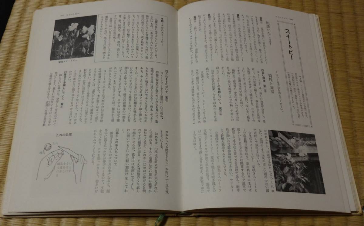 中古！NHK趣味の園芸3．園芸相談、草花、浅山英一著、昭和48年3月20日第4刷発行、日本放送出版協会、定価680円_画像8