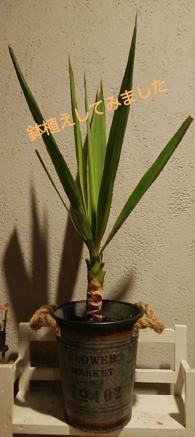Paypayフリマ 観葉植物 ユッカ エレファンティペス 風水 金運 青年の木 鹿児島県霧島産 耐寒性 1本立ち 根出し済み Paypayフリマ 観葉植物 ユッカ エレファンティペス 風水 金運 青年の木 鹿児島県霧島産 耐寒性 1本立ち 根出し済み
