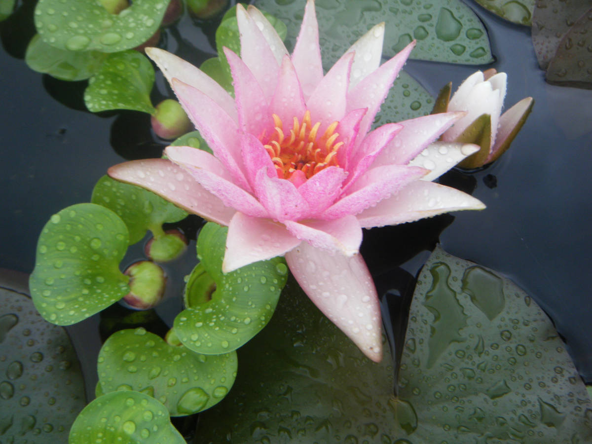 【開田屋水園】 耐寒性睡蓮 アマビリス （スイレン） 苗 B_同個体群の花