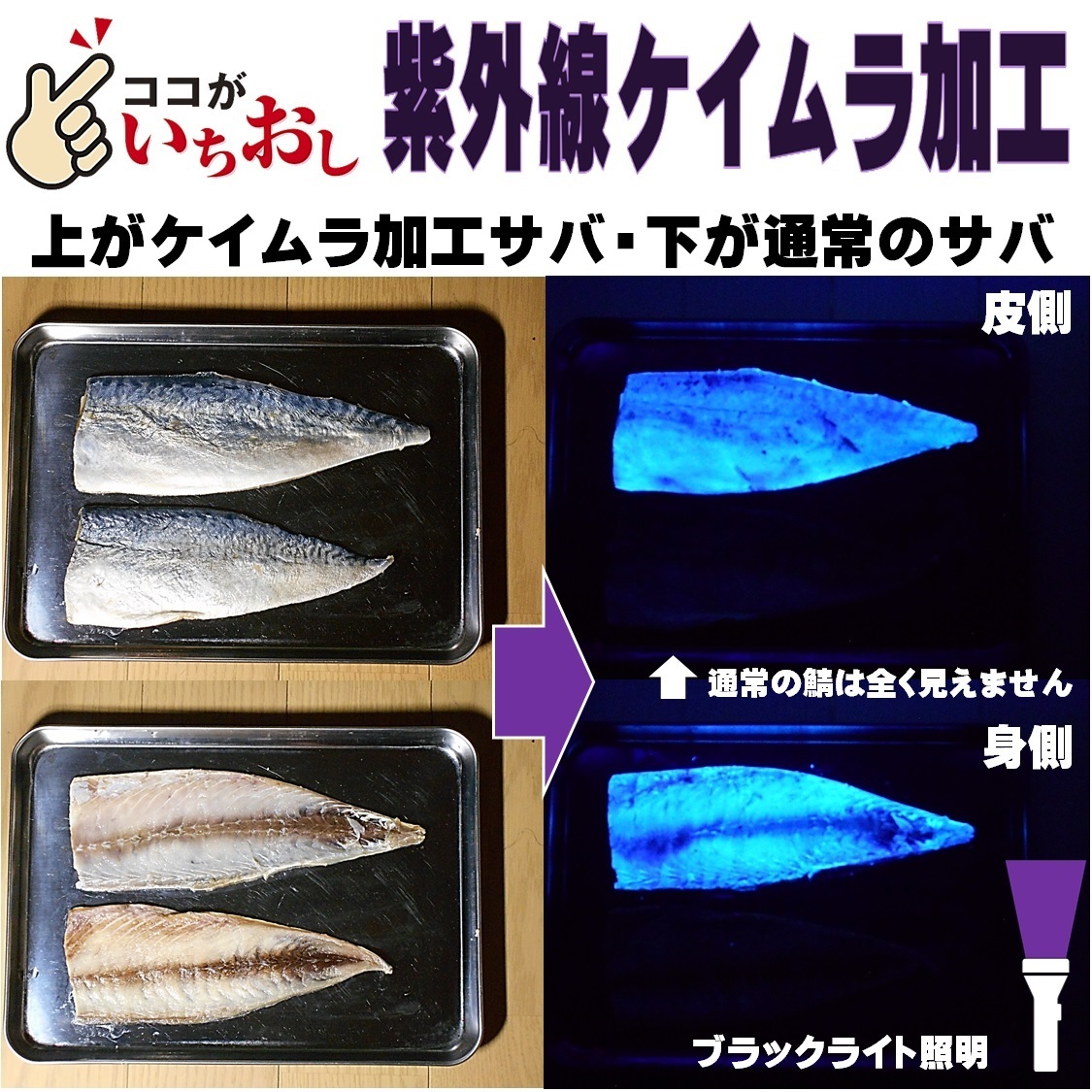 釣り餌 釣りエサ ケイムラ蛍光発光 アミエビ漬け鯖 薄造り半身２枚組 山下漁具店 釣り侍のデコ餌 オキアミ 冷凍イワシ エサ 海上釣堀 エサ