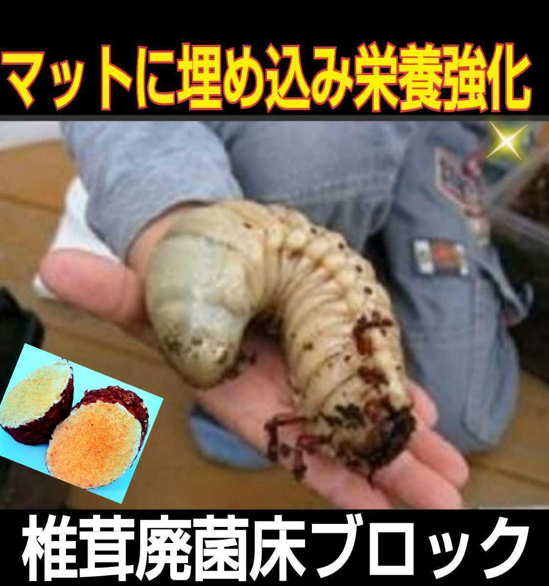 椎茸廃菌床4ブロック☆発酵マットに埋め込むと栄養強化になりカブト幼虫がサイズアップ！クワガタ幼虫の餌、産卵木の代わりに！クヌギ100％_画像4