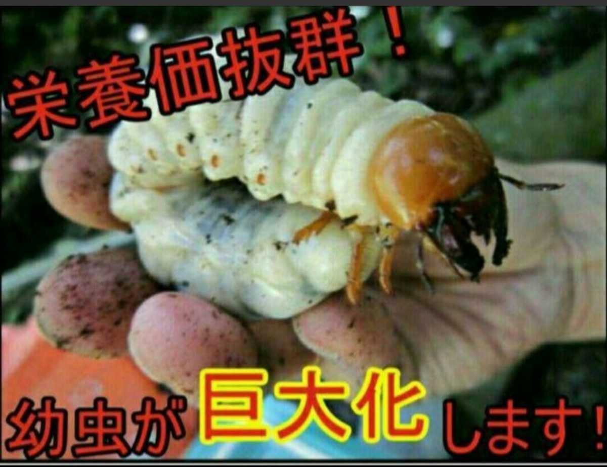 椎茸廃菌床4ブロック☆発酵マットに埋め込むと栄養強化になりカブト幼虫がサイズアップ！クワガタ幼虫の餌、産卵木の代わりに！クヌギ100％_画像8