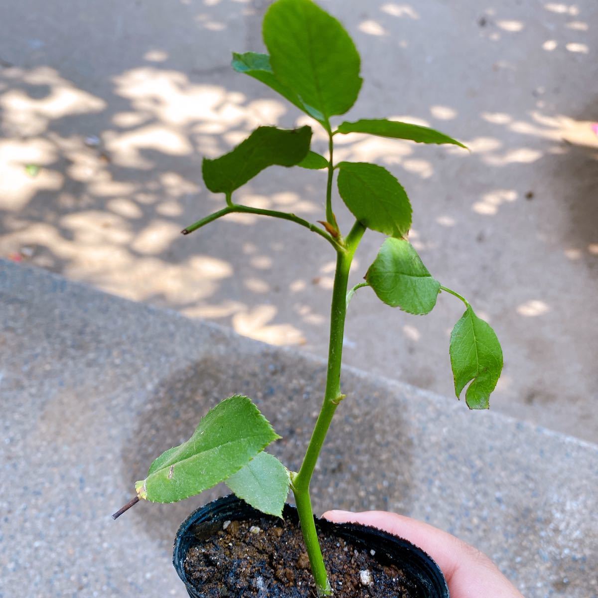 PayPayフリマ|ブランピエールドゥロンサール 返り咲き つるバラ 強健 バラ 挿し木苗 薔薇 PayPayフリマ|ブランピエールドゥロンサール 返り咲き つるバラ 強健 バラ 挿し木苗 薔薇