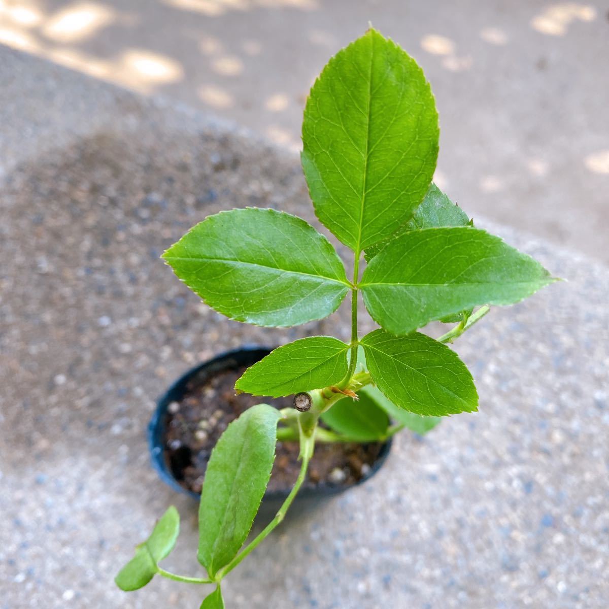 PayPayフリマ|ブランピエールドゥロンサール 返り咲き つるバラ 強健 バラ 挿し木苗 薔薇 PayPayフリマ|ブランピエールドゥロンサール 返り咲き つるバラ 強健 バラ 挿し木苗 薔薇