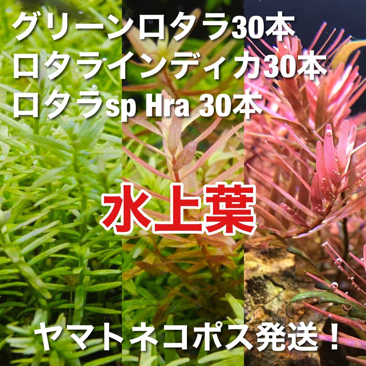 Paypayフリマ 水上葉セット グリーンロタラ30 ロタラインディカ30 ロタラsphra30 無農薬