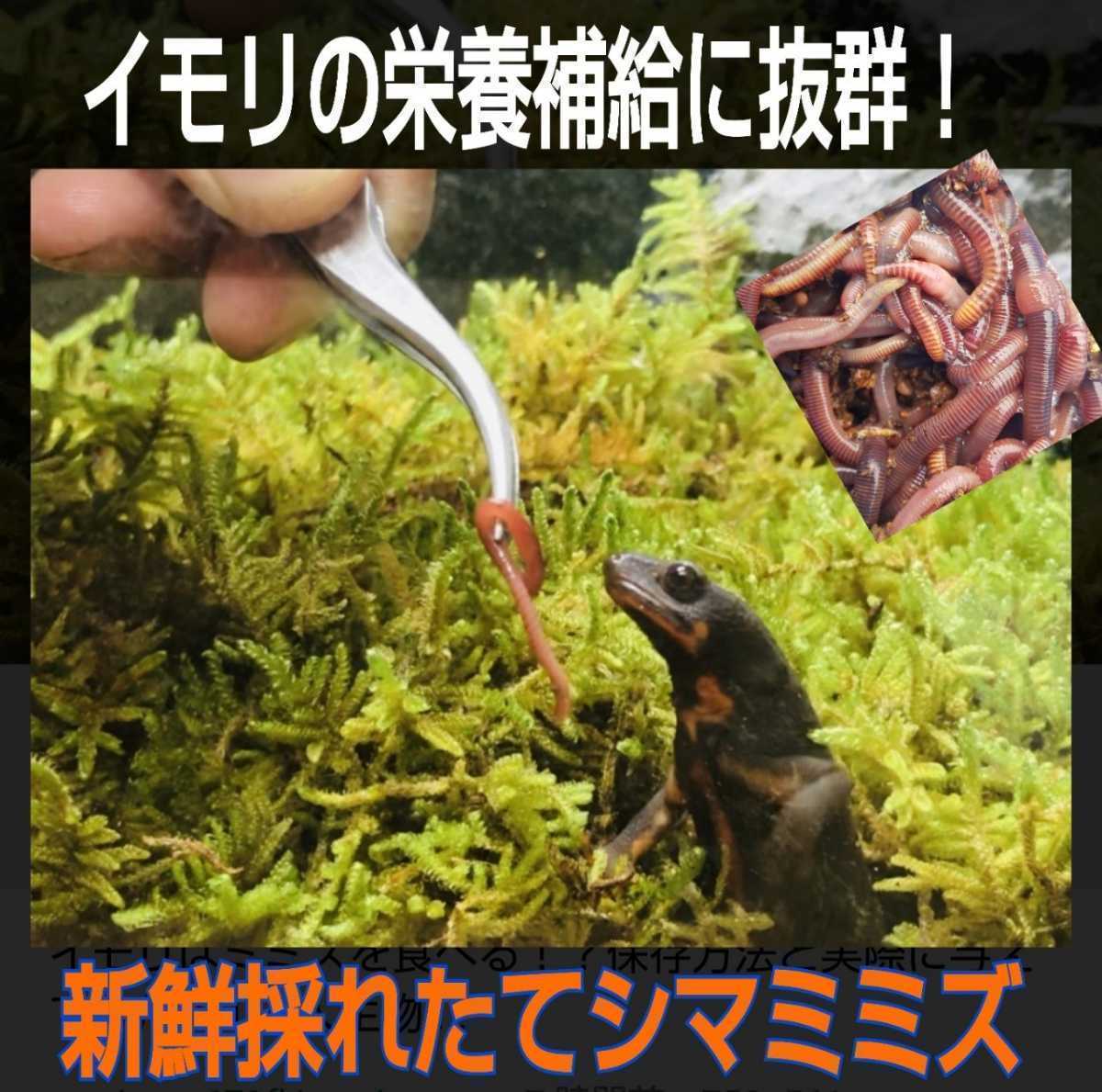 イモリの大好物！よく食べます！栄養満点！新鮮！採れたて直送！シマミミズ100匹セット☆爬虫類の餌、亀の餌、観賞魚の餌、釣りの餌にも！_画像2