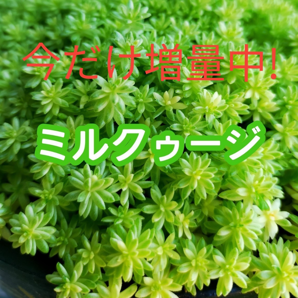 Paypayフリマ 増えすぎて今だけ増量中 カット苗 ミルクゥージ 約50カット レア セダム 多肉植物 ガーデニング 寄せ植え Paypayフリマ 増えすぎて今だけ増量中 カット苗 ミルクゥージ 約50カット レア セダム 多肉植物 ガーデニング 寄せ植え