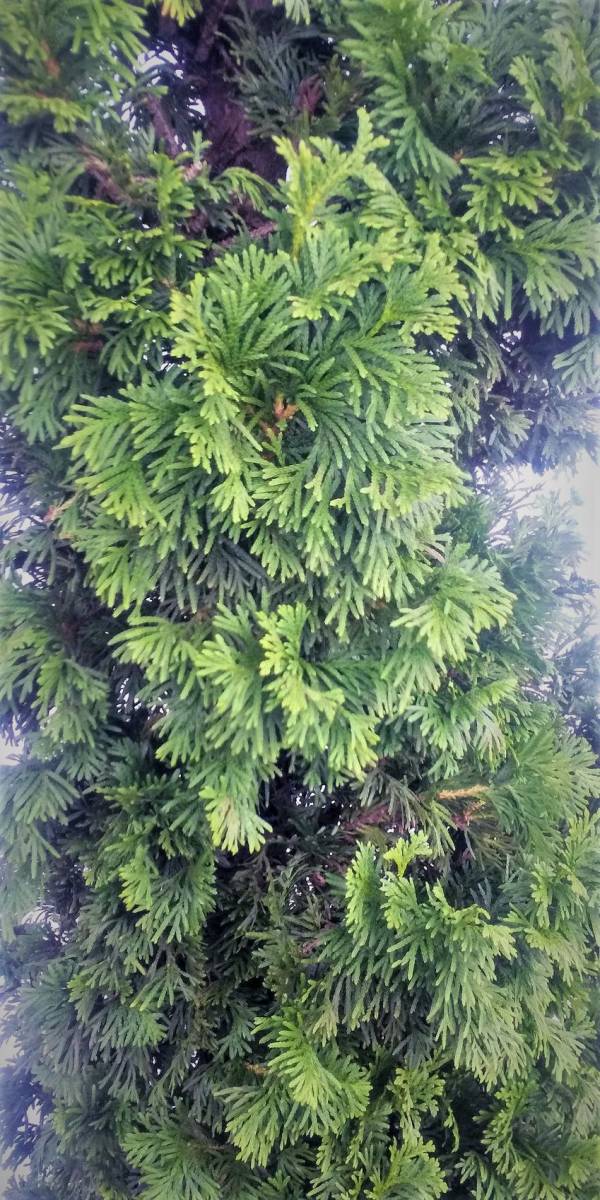 !** conifer [te glue tsu Spy a-] symbol tree optimum European style. . garden .!! height is bottom part from approximately 300cm. rare . kind **!