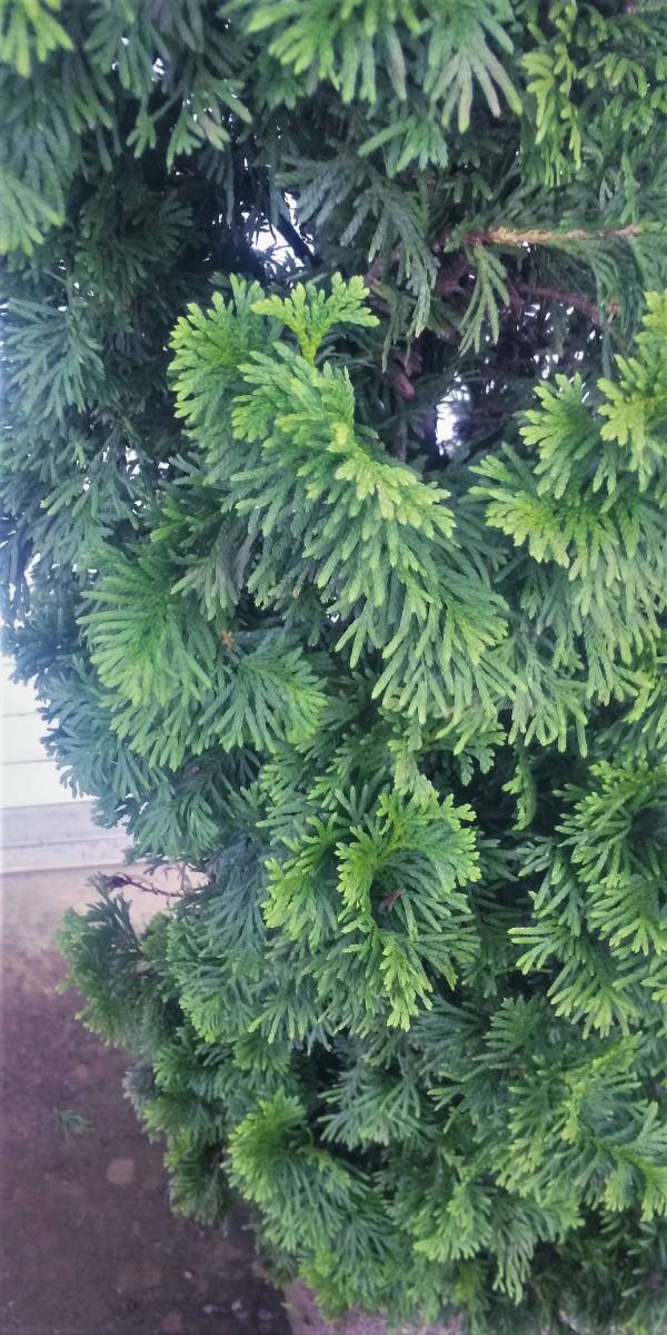 !** conifer [te glue tsu Spy a-] symbol tree optimum European style. . garden .!! height is bottom part from approximately 300cm. rare . kind **!