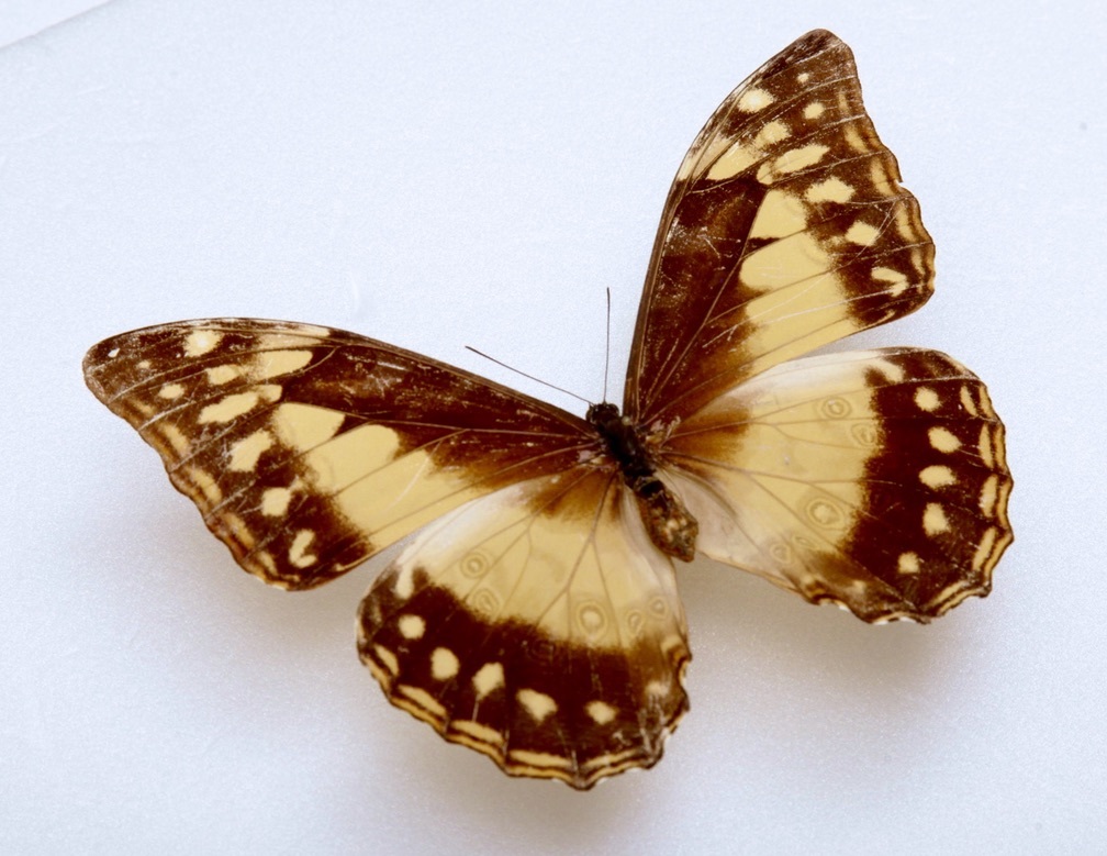 外国産蝶標本 キプリスモルフォ A-♀ コロンビア 産 野外採集品 (WS8-069)