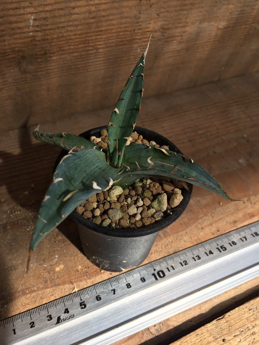 アガベ　キシロナカンサ Agave xylonacantha メキシコ 現地球　子株　希少　アガベ　サボテン　多肉植物　輸入_画像8