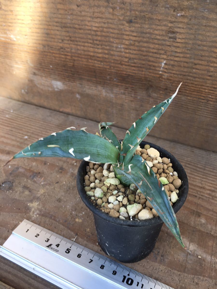 アガベ　キシロナカンサ Agave xylonacantha メキシコ 現地球　子株　希少　アガベ　サボテン　多肉植物　輸入_画像1