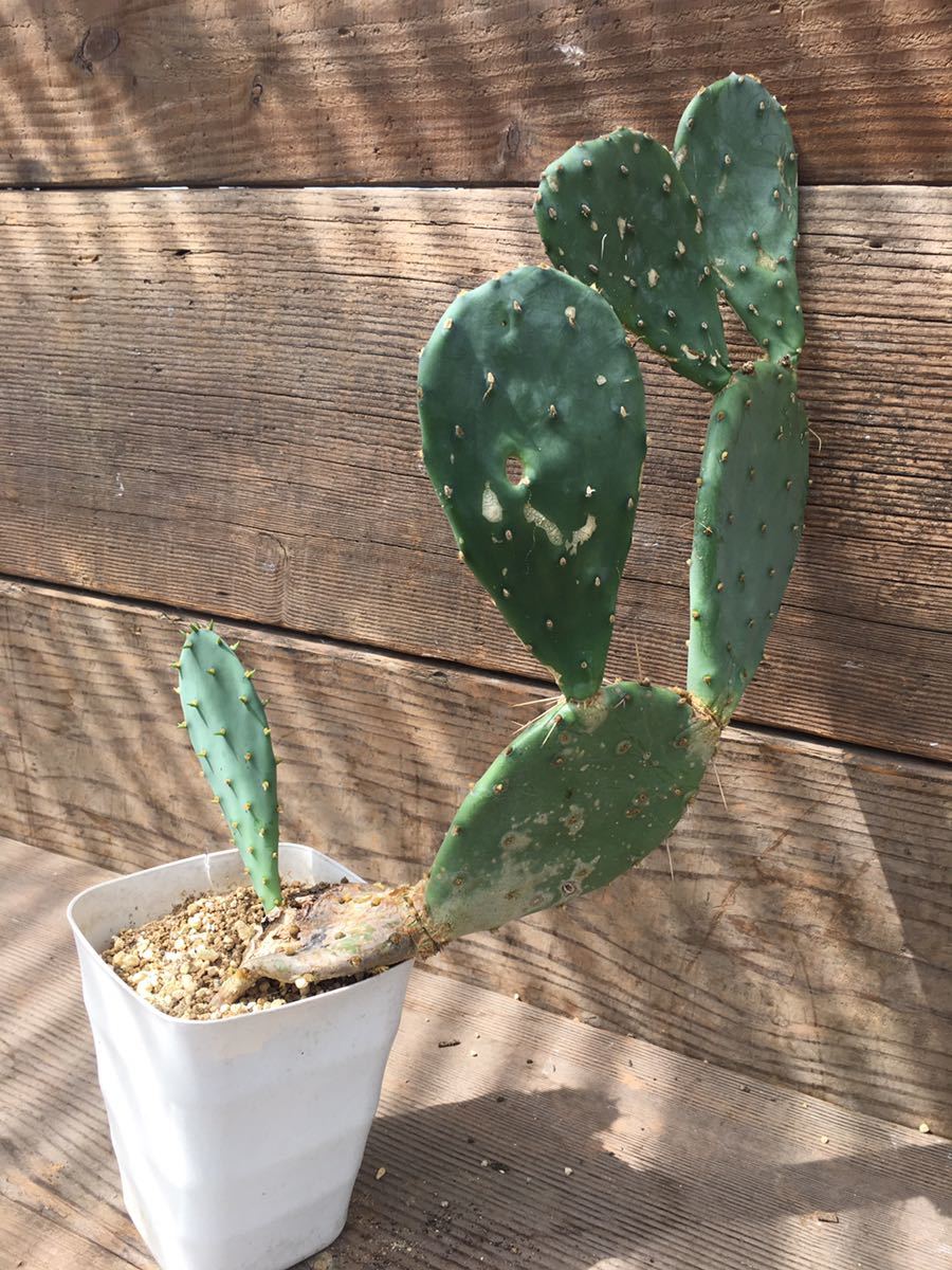 Opuntia Sp オプンチア原産 メキシコ原産 第四種郵抜き苗便は 庭植え ドライガーデン ロックガーデン 地植え出来るサボテン サボテン 売買されたオークション情報 Yahooの商品情報をアーカイブ公開 オークファン Aucfan Com