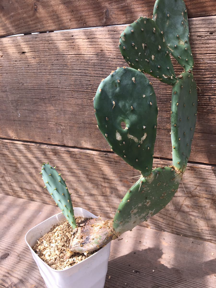 opuntia sp オプンチア原産　メキシコ原産 第四種郵抜き苗便は送料無料　庭植え ドライガーデン　ロックガーデン　地植え出来るサボテン_画像10