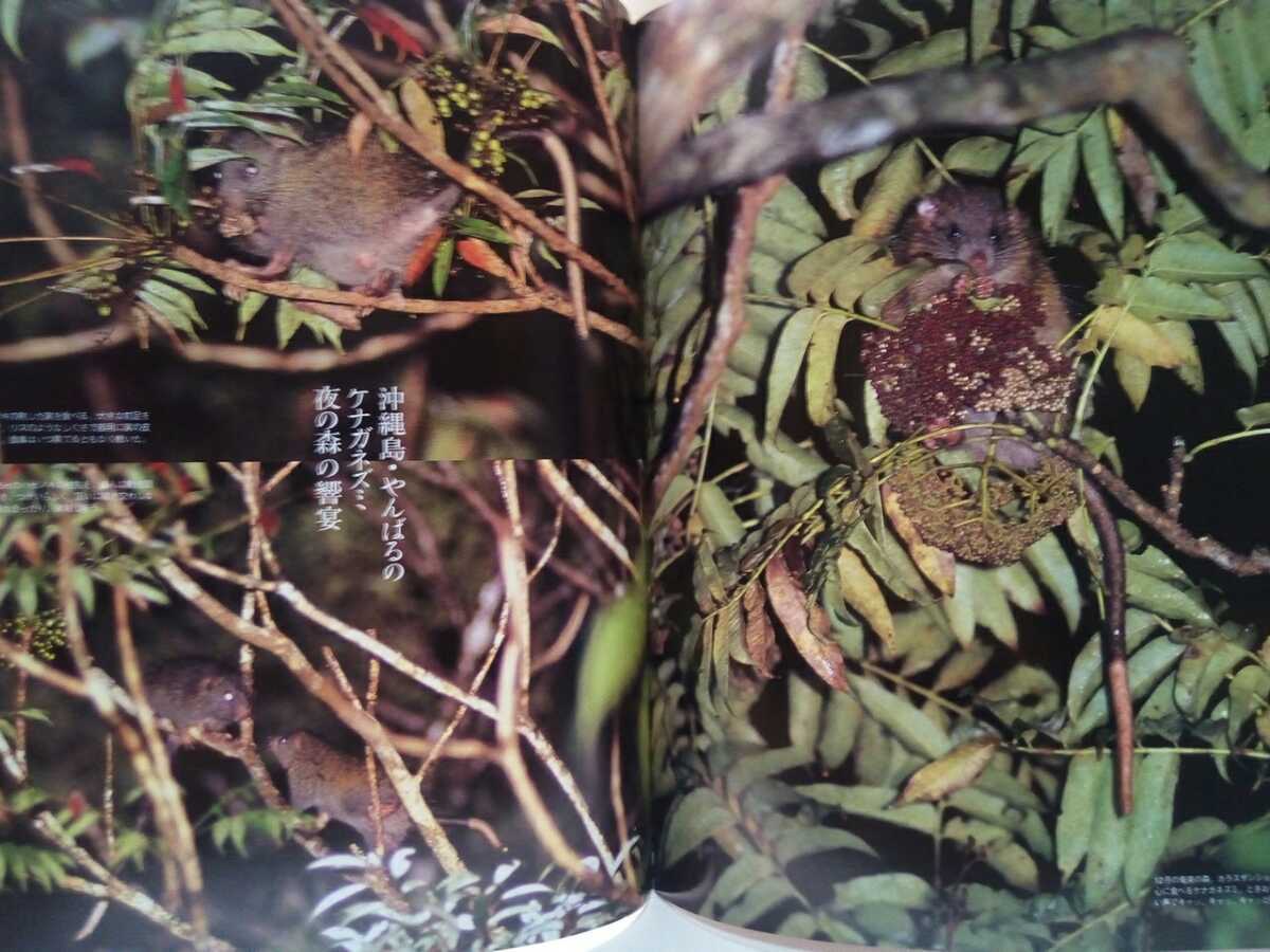  out of print ** weekly japanese natural memory thing 33toge mouse **.. all Japan mouse illustrated reference book * raw . ground Amami Ooshima virtue . island Okinawa island *okinawatoge mouse kenaga mouse 